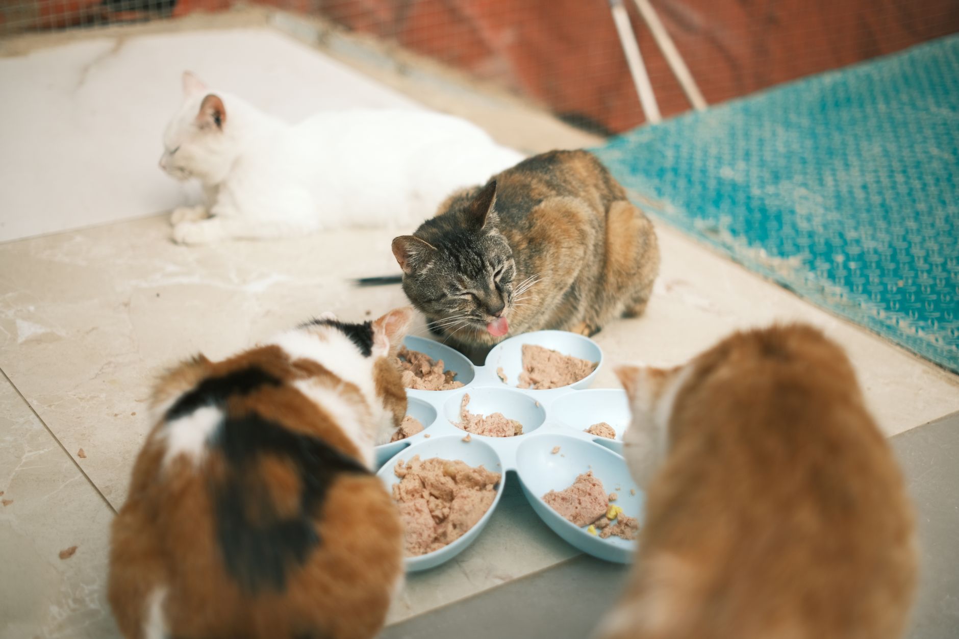 #11 — Eating Without Checking the Perimeter First