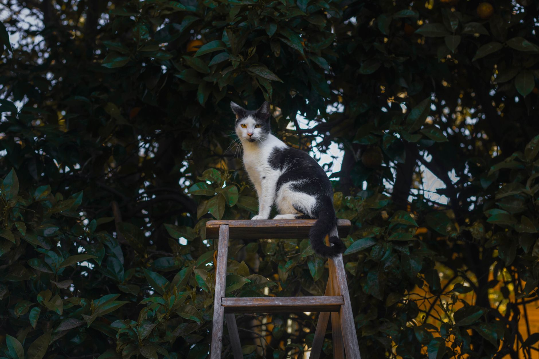 #10 — Claiming Elevated Perches in Busy Rooms