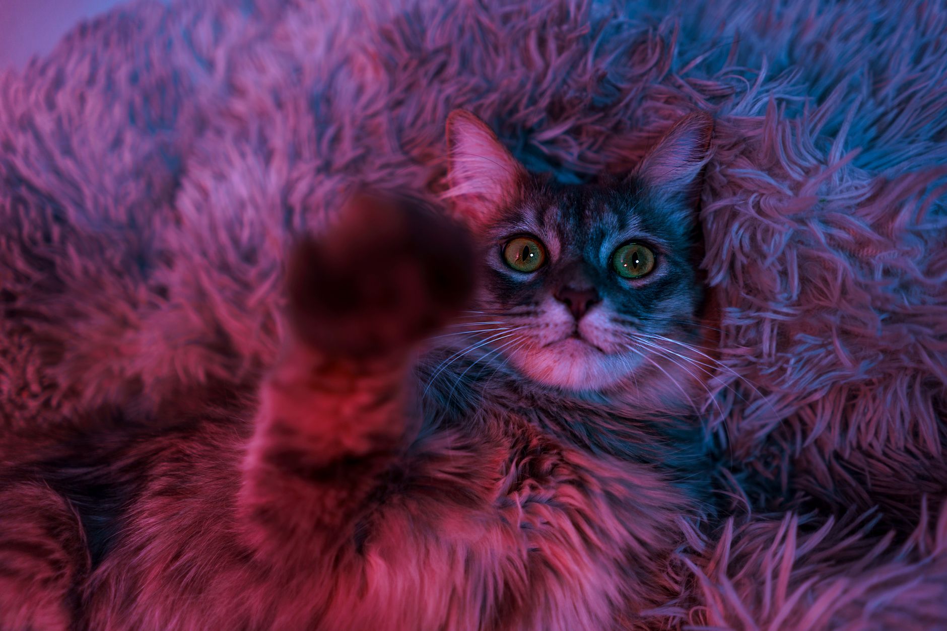 #8 — Midnight Zoomies Instead of Midnight Hiding