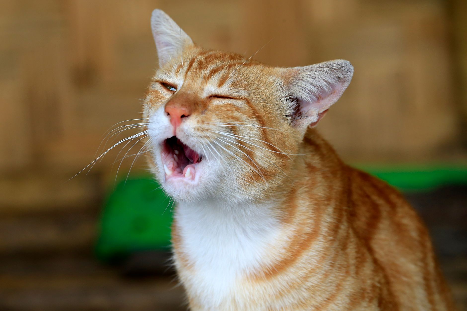 #7 — Trilling and Chirping, Not Just Silent Staring