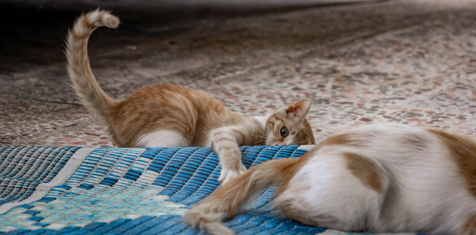 #5 — Exposing the Base of the Tail During Petting
