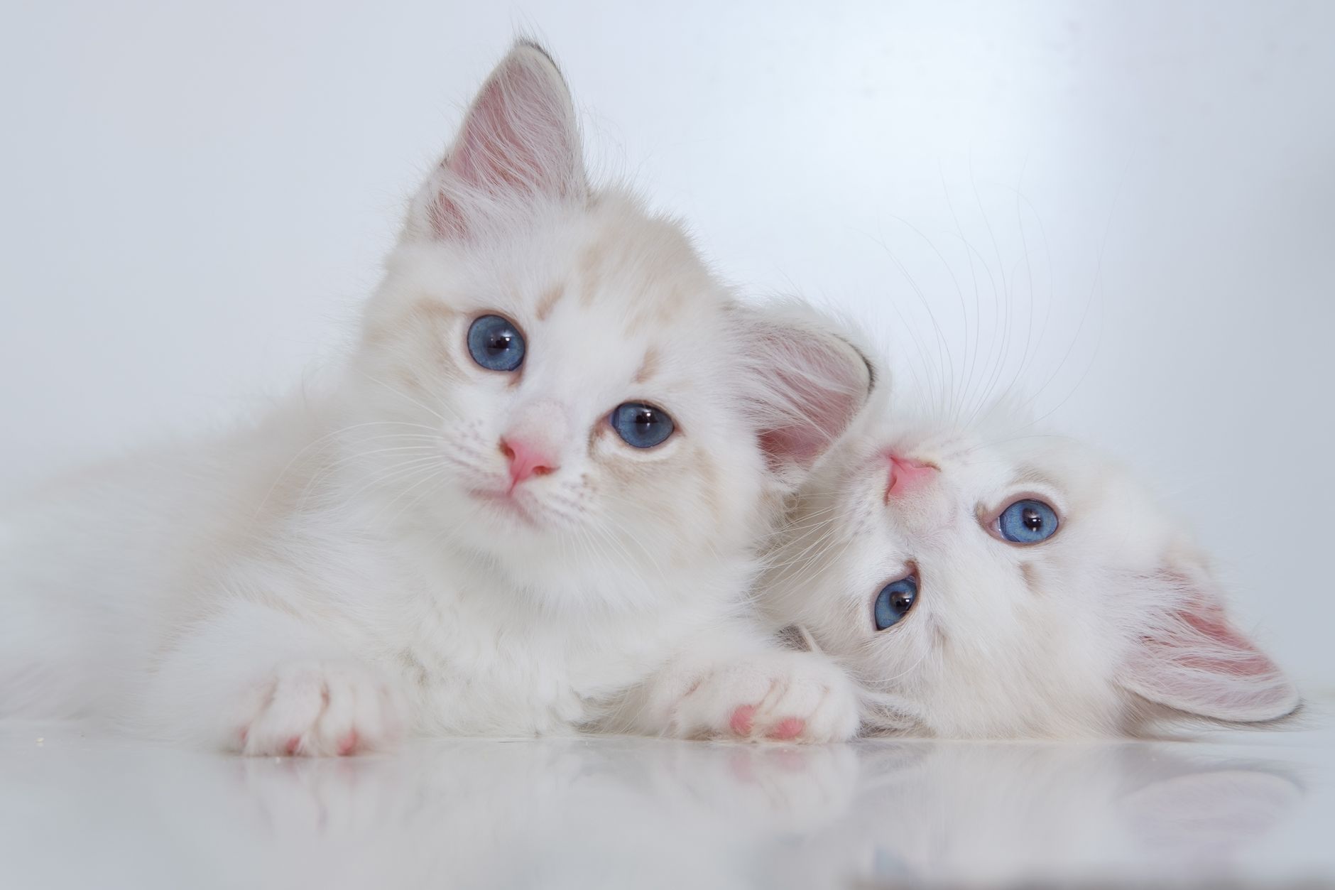 3 — Emotional Regulation Through Sibling Conflict