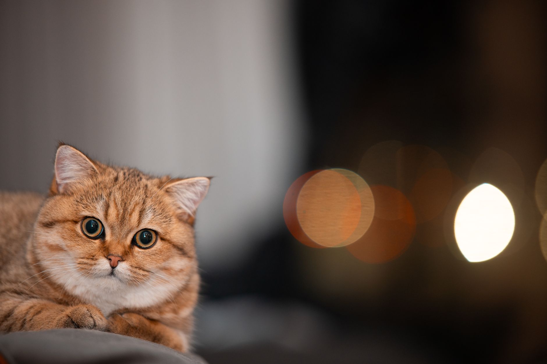 1 — That They're a Cat