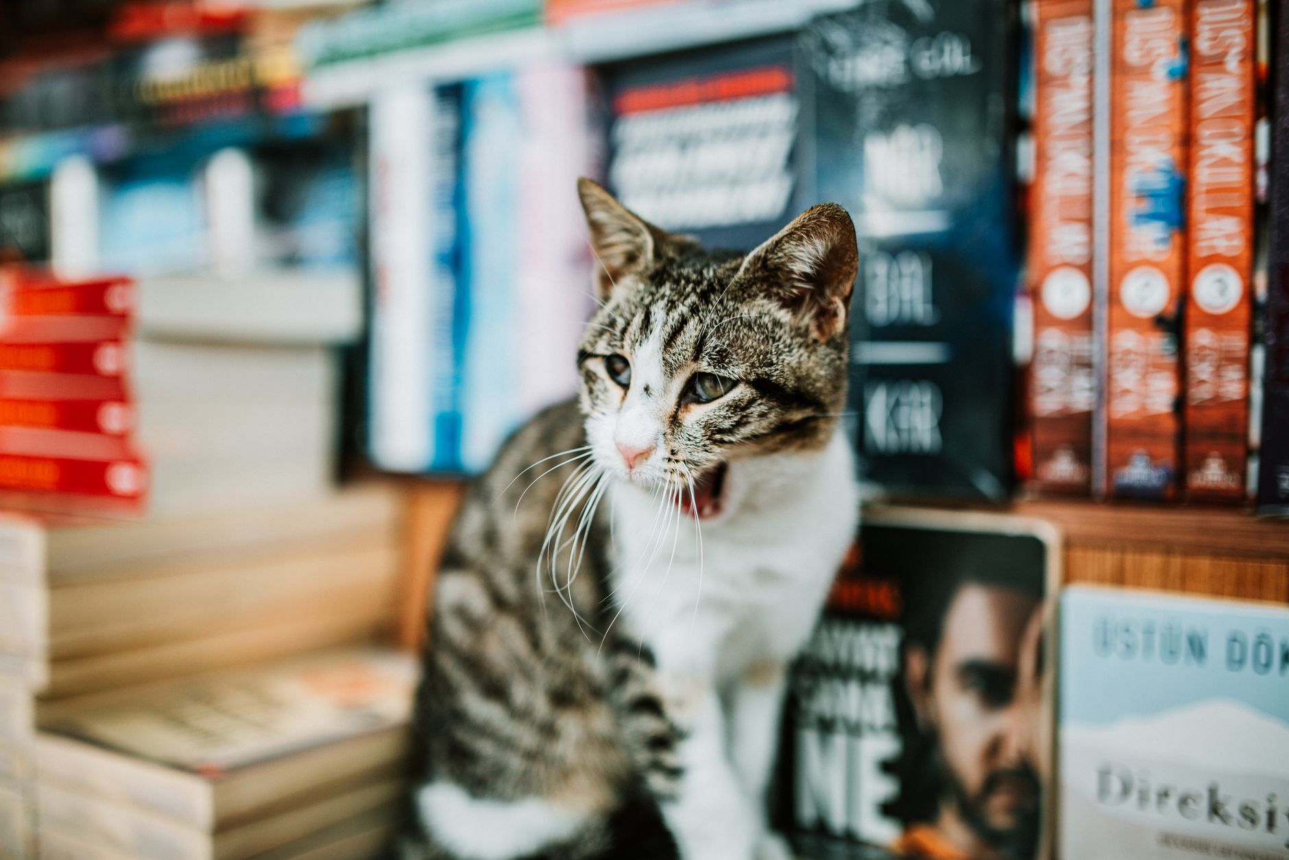 12 — Reading Feline Body Language