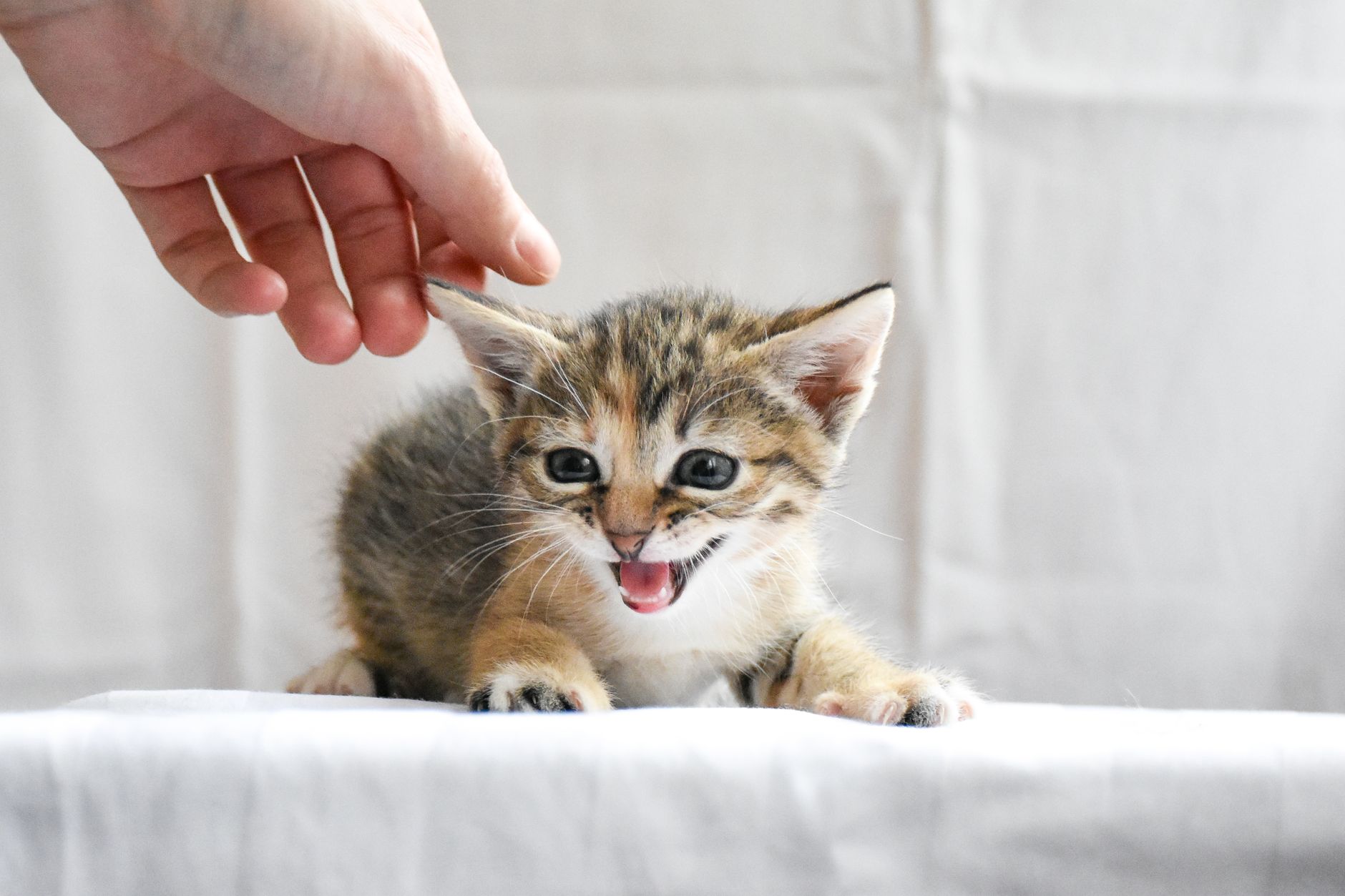 10 — Trusting Humans Through Handling
