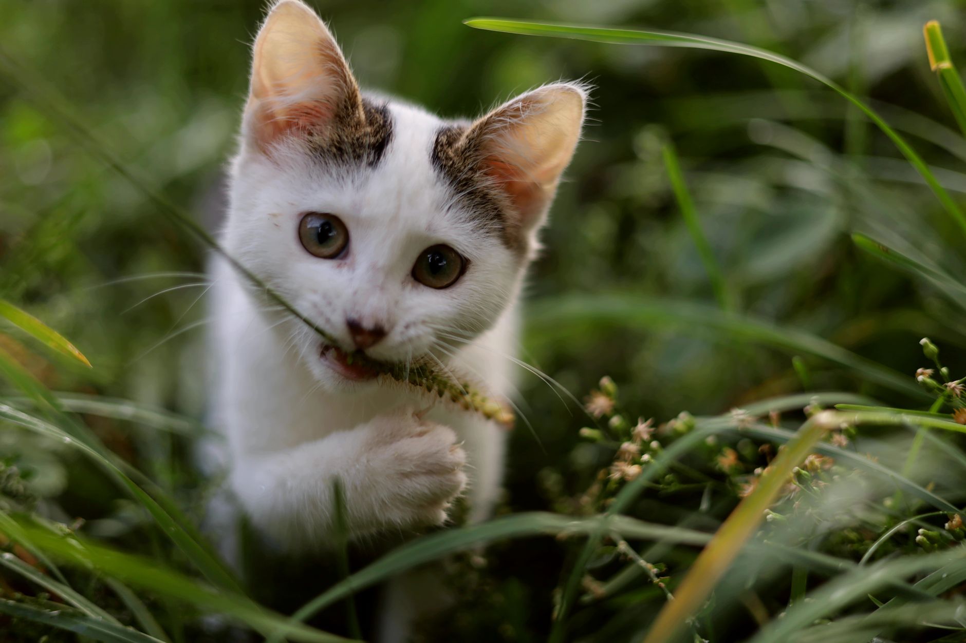 8 — Hunting Skills Through Play-Fighting
