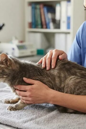 16 Quiet Signals a Senior Cat Gives Before It Needs Urgent Veterinary Care