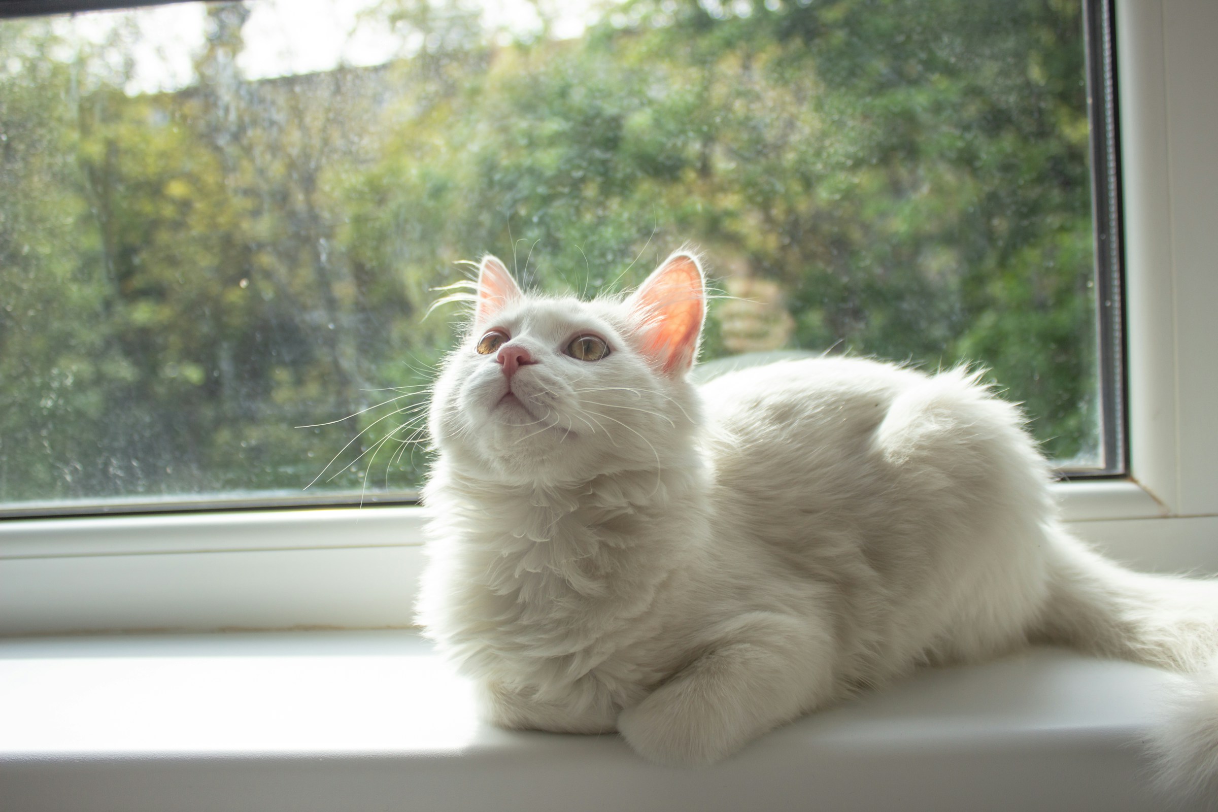 8 Wild Cat Myths That Sound True Until You Look at the Science