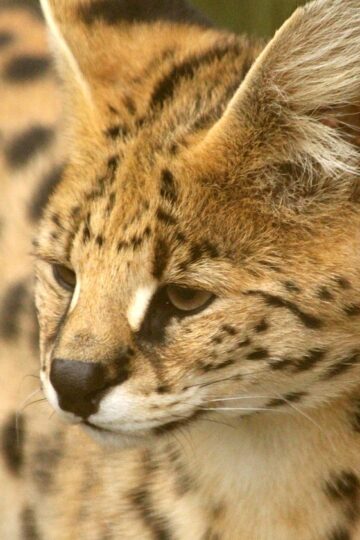 10 Extraordinary Wild Cats That Break Nearly Every Stereotype We Have About Felines