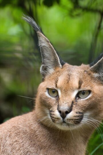 6 Fascinating Caracal Facts That Go Far Beyond Their Extraordinary Jumping Ability