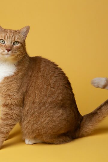 9 Things Cats Do With Their Tail When They Are Deciding Whether to Approach