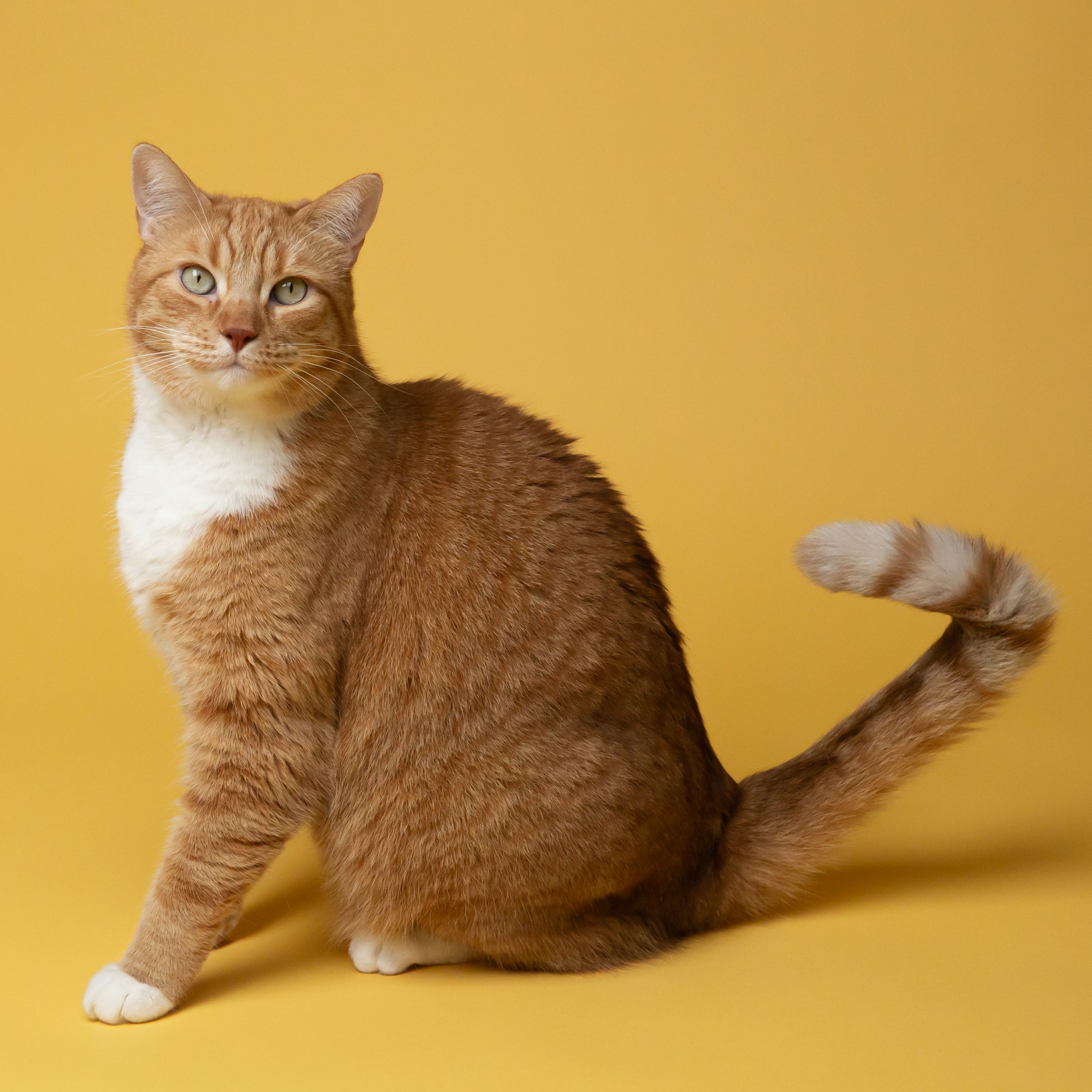 9 Things Cats Do With Their Tail When They Are Deciding Whether to Approach