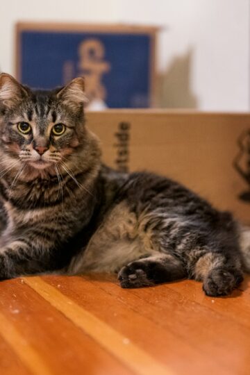9 Reasons Cats Investigate a Bag or Box the Moment It Enters the House