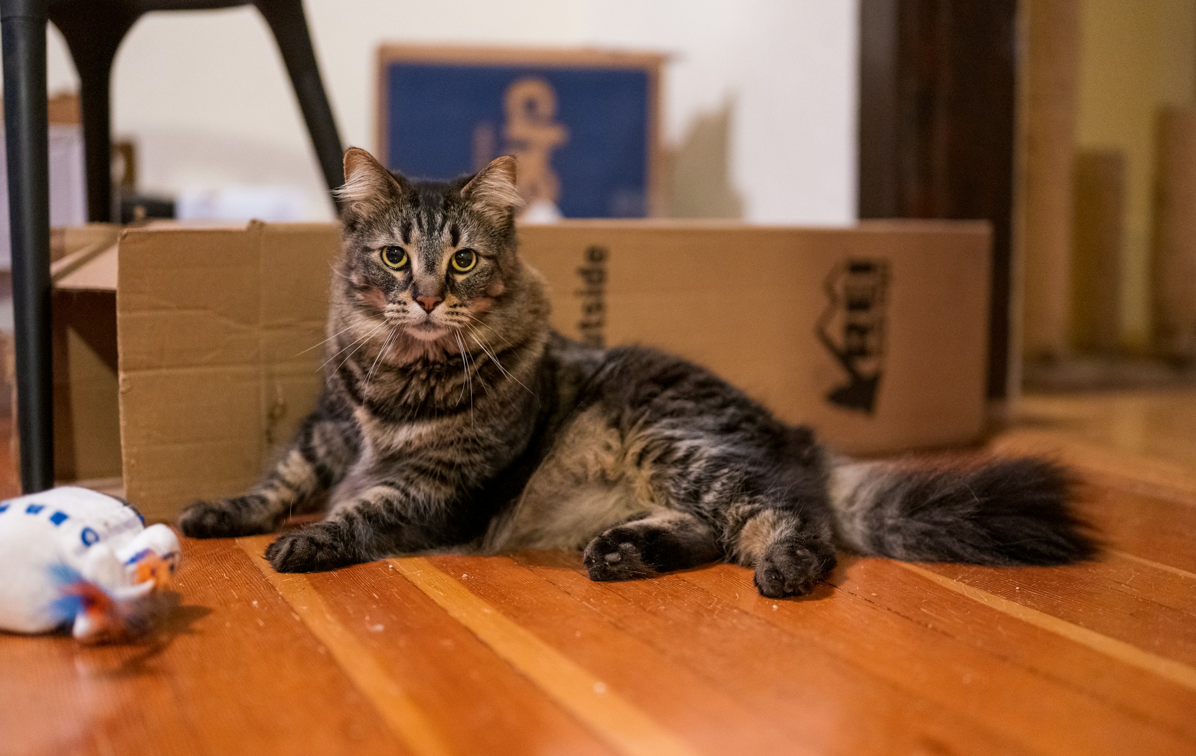 9 Reasons Cats Investigate a Bag or Box the Moment It Enters the House