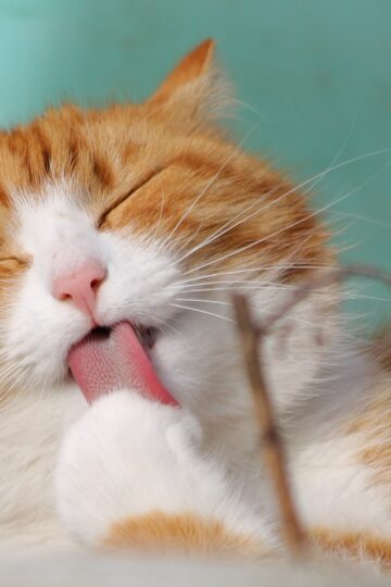 Animal Behavior Says Cats Who Groom Themselves After Being Petted May Be Responding to More Than a Messed-Up Coat