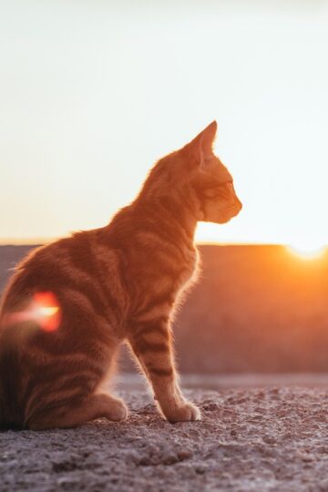 Animal Cognition Says Cats Who Learn Your Morning Routine May Be Anticipating Your Behavior Before You Even Get Out of Bed
