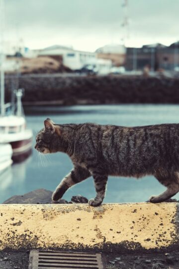 Animal Behavior Says Cats Who Suddenly Walk Away While Being Petted May Be Communicating a Boundary Owners Often Misread