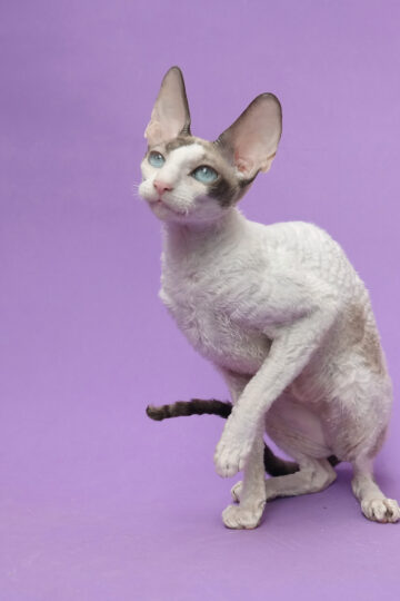 The Cat Breeds That Born Best With Zodiac Sign Gemini