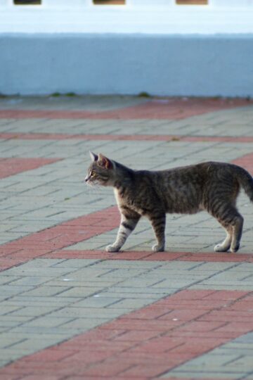 Animal Behavior Says Cats Who Check on You Then Walk Away May Be Doing More Than Satisfying Their Curiosity