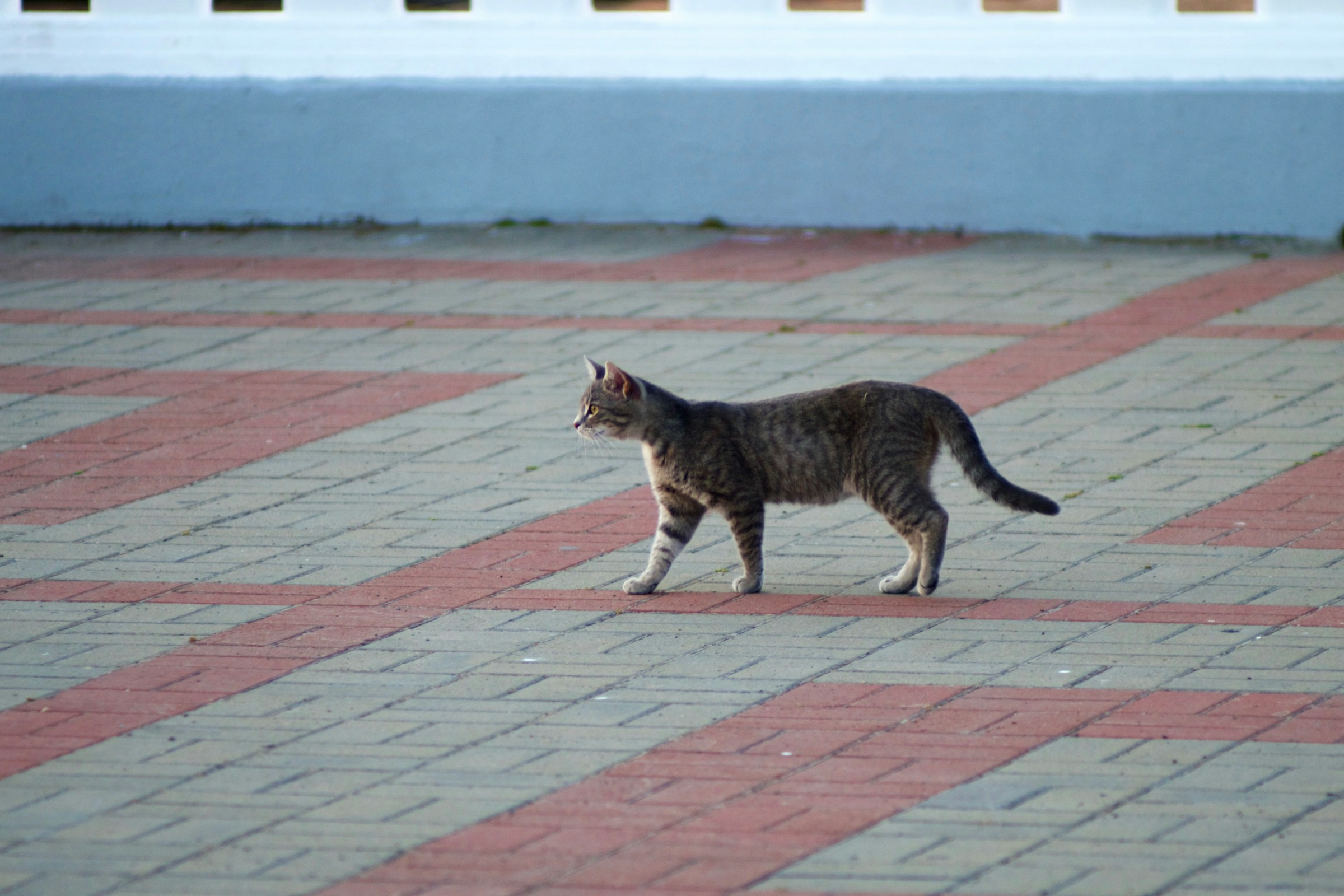 Animal Behavior Says Cats Who Check on You Then Walk Away May Be Doing More Than Satisfying Their Curiosity