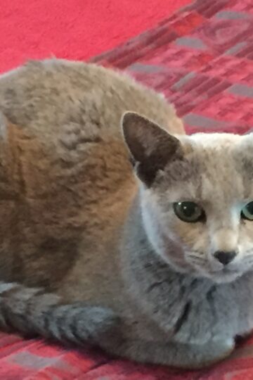 What It Means When Your Cat Sits With Their Tail Wrapped Neatly Around Their Paws