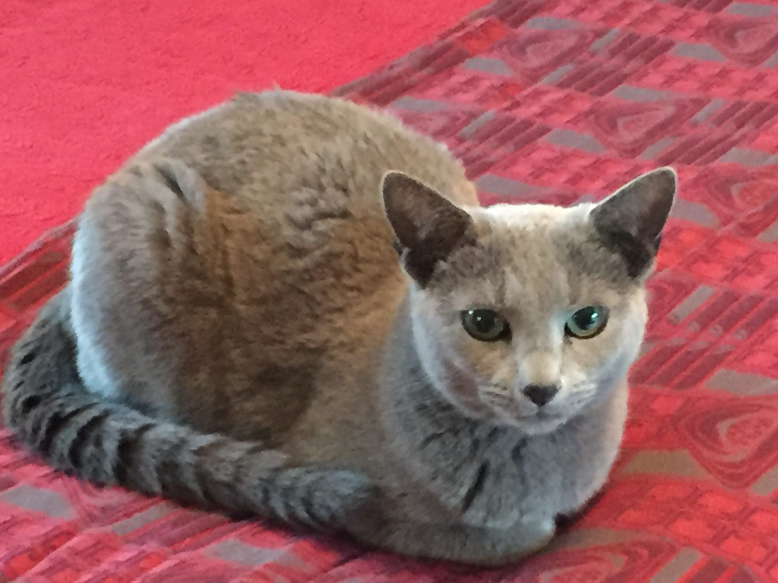 What It Means When Your Cat Sits With Their Tail Wrapped Neatly Around Their Paws