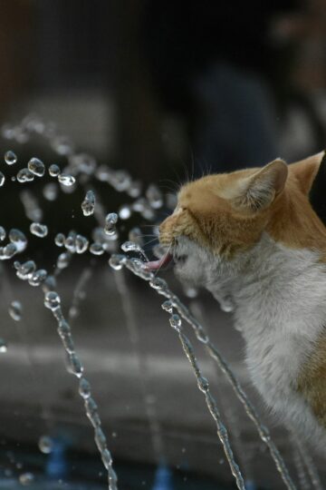 7 Weird Household Things Cats Become Obsessed With for Reasons That Actually Make Sense