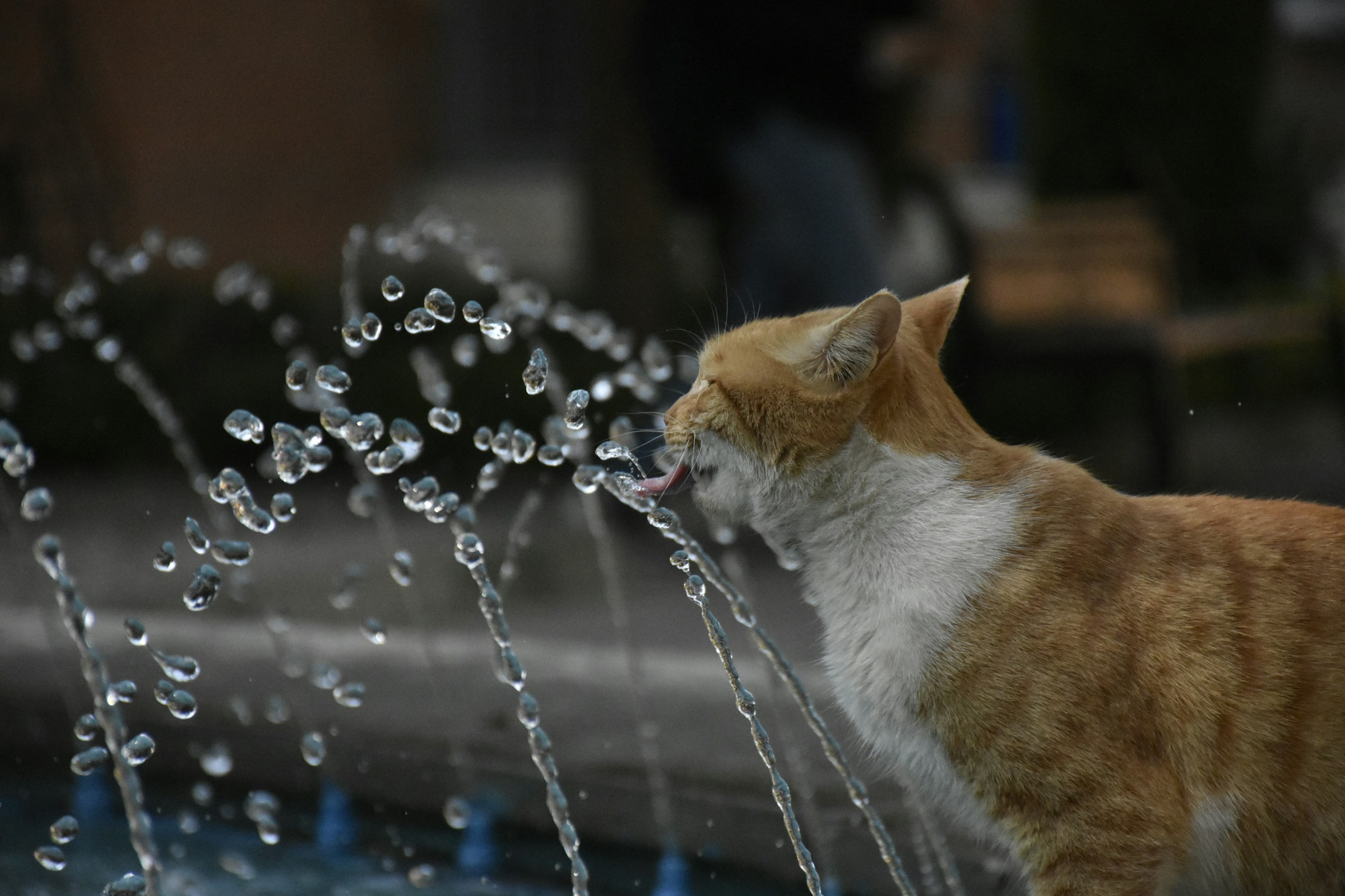 7 Weird Household Things Cats Become Obsessed With for Reasons That Actually Make Sense
