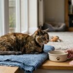 14 Quiet Routines your Senior Cat Still Loves in its Golden Years
