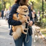 15 Breed Traits Vets Say Owners Misunderstand the Most