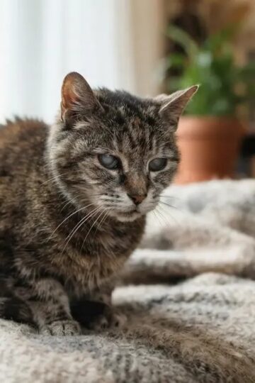14 Quiet Signs Your Senior Cat Is Telling You It Is in Pain