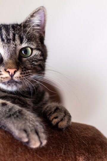 10 Morning Rituals That Help Your Cat Feel Secure Before the Household Gets Busy
