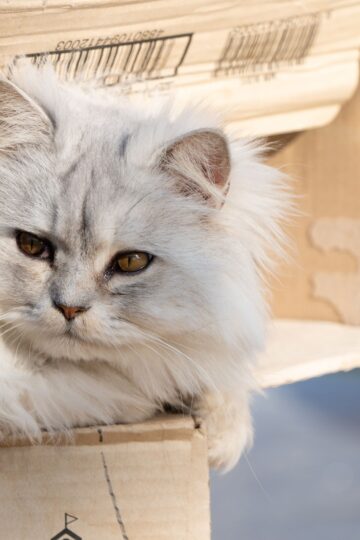 12 Things Cats Secretly Enjoy That Owners Often Mistake for Boredom