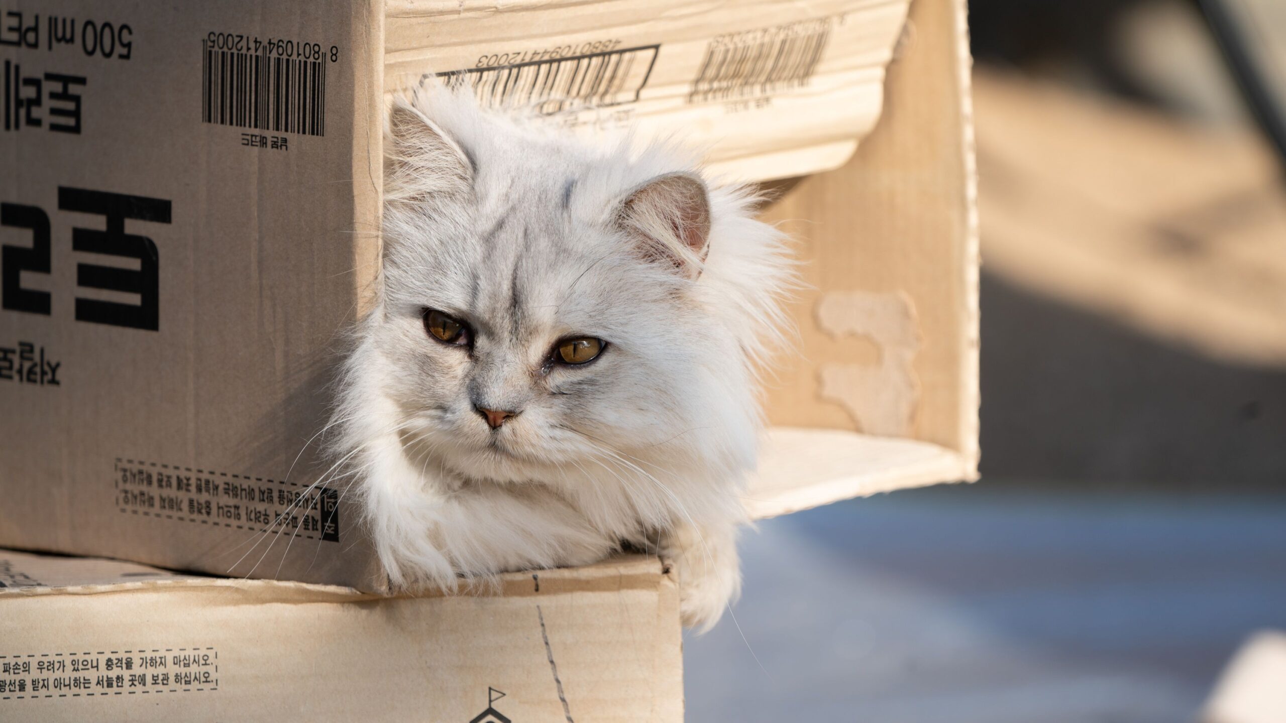 12 Things Cats Secretly Enjoy That Owners Often Mistake for Boredom