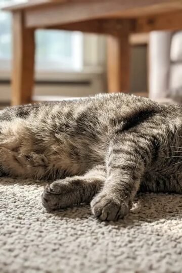 12 Ways an Old Cat Lets You Know It Is Comfortable and Unafraid