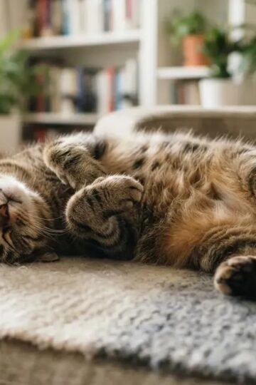 16 Signs a Cat Is Relaxed Enough to Sleep Through Anything You Do
