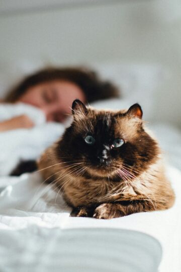 Your Cat Comes to Check on You While You Sleep for a Reason - And It May Not Be About Food