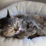 Your Cat Chooses to Groom Themselves Beside You for a Reason - It Can Reveal How Comfortable They Feel
