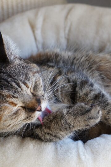 Your Cat Chooses to Groom Themselves Beside You for a Reason - It Can Reveal How Comfortable They Feel