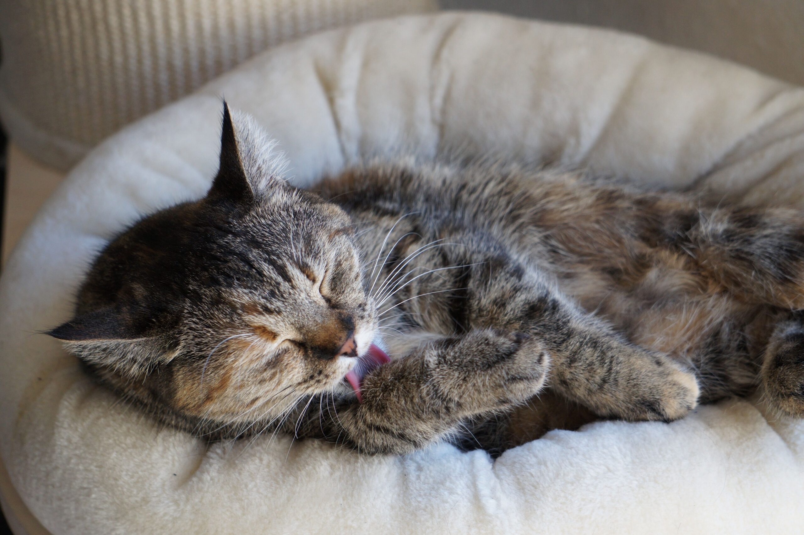 Your Cat Chooses to Groom Themselves Beside You for a Reason - It Can Reveal How Comfortable They Feel