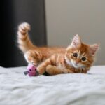 Animal Behavior Says Cats Who Approach You With Their Tail Trembling May Be Expressing a Stronger Social Response Than It Looks