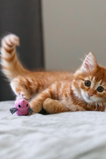 Animal Behavior Says Cats Who Approach You With Their Tail Trembling May Be Expressing a Stronger Social Response Than It Looks