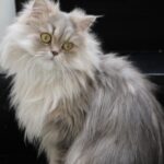The Cat Breeds That Bond Best With Zodiac Sign Taurus