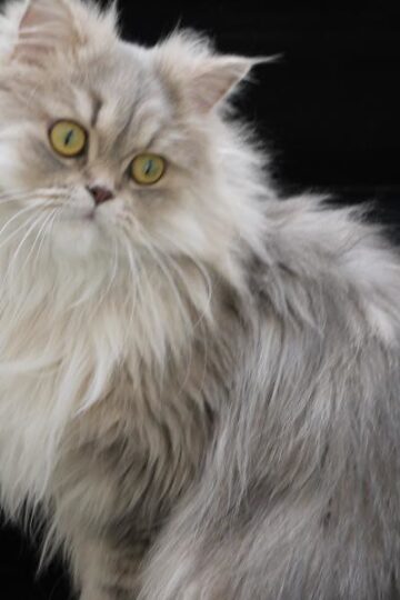 The Cat Breeds That Bond Best With Zodiac Sign Taurus