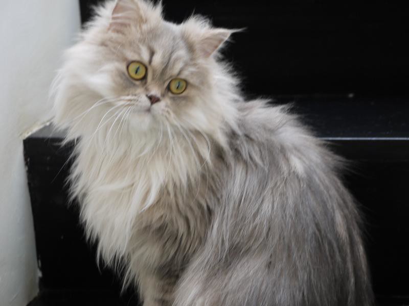 The Cat Breeds That Bond Best With Zodiac Sign Taurus