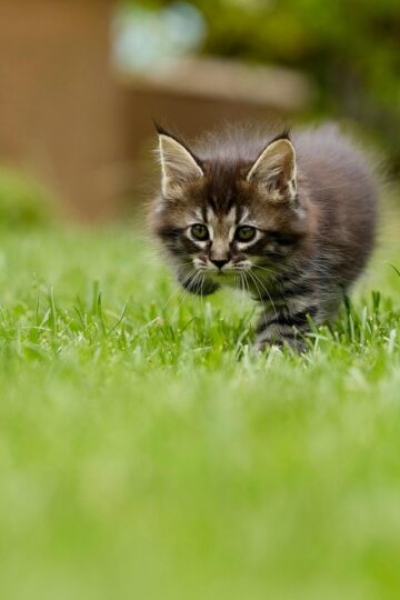 8 Reasons Cats Pause With One Paw Raised When Something Catches Their Attention