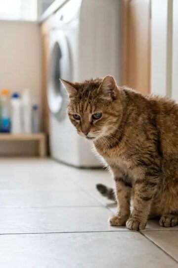 13 Quiet Signals Your Senior Cat Sends When It Needs Your Attention