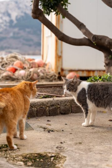 7 Things Cats Learn From Smelling Another Cat's Cheek Marks