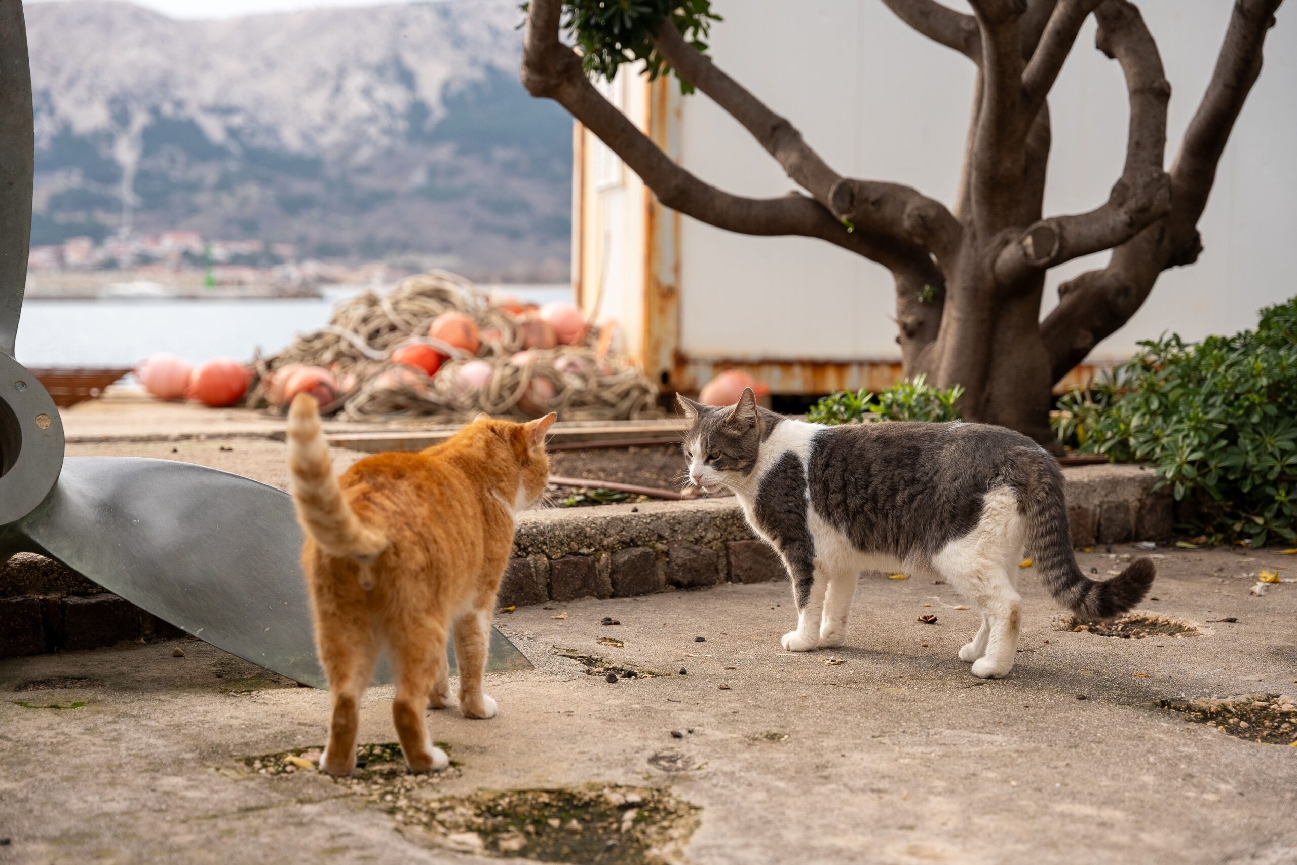 7 Things Cats Learn From Smelling Another Cat's Cheek Marks