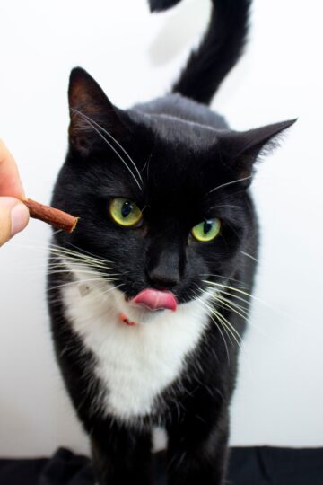 Animal Cognition Says Cats Can Learn Which Human Gestures Lead to Food Faster Than Many Owners Realize
